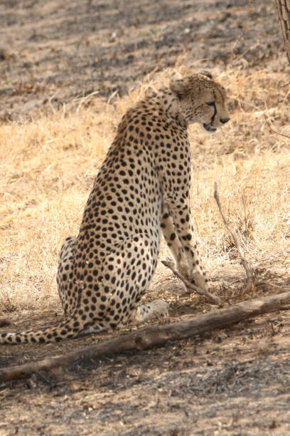 istock Wild cheetah at Serengeti 1416270532