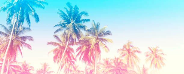 istock Summer of a colorful theme with palm trees background as texture frame image background 1416272715