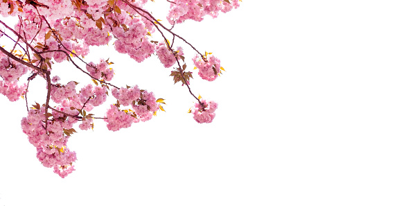 Beautiful of Cherry Blossom or Sakura flower in the nature garden on white background