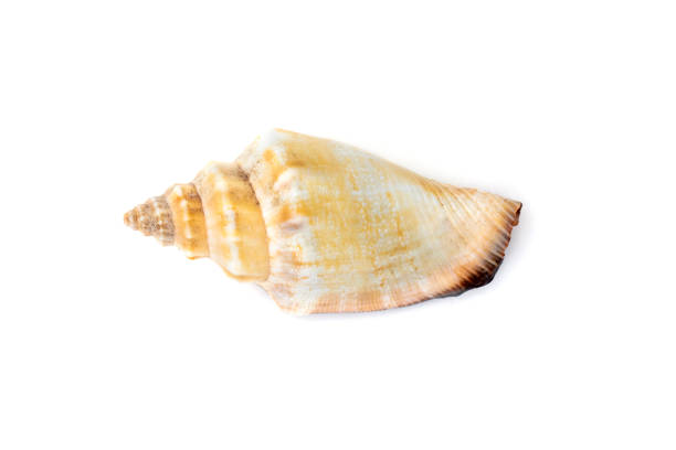 istock Image of sea shell strombus urceus, canarium urceus on a white background. Sea shells. Undersea Animals. 1416283146