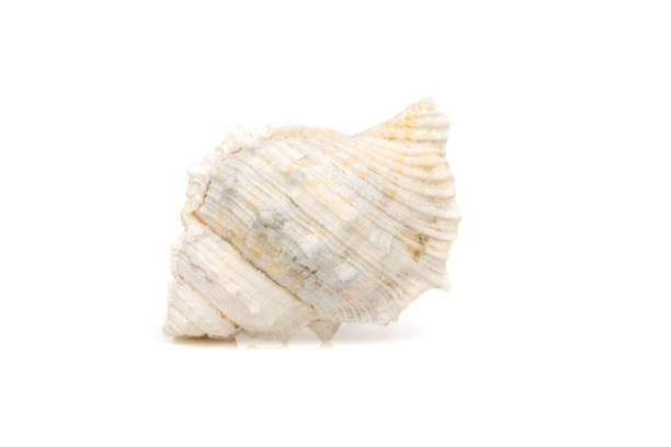 istock Image of white conch seashells on a white background. Undersea Animals. Sea Shells. 1416283153