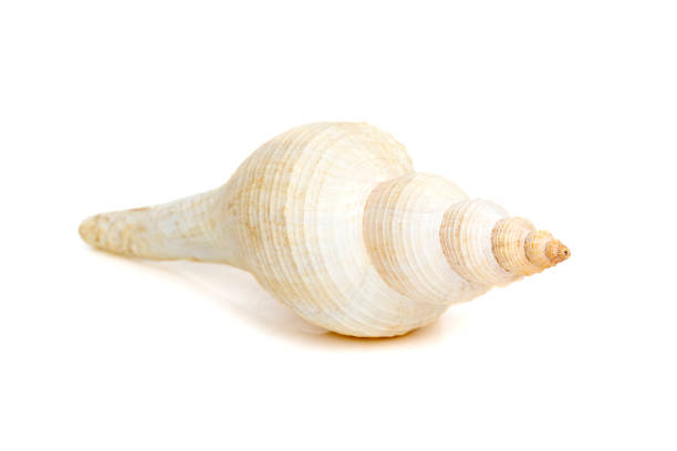 Image of white long tailed spindle conch seashells on a white background. Undersea Animals. Sea Shells.