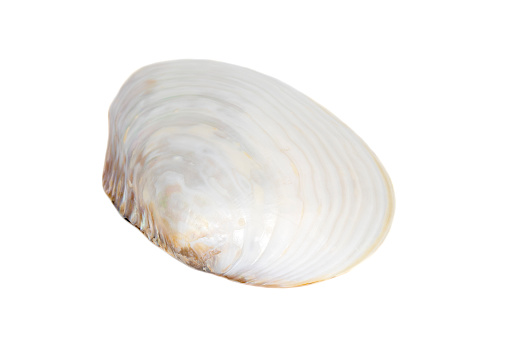 Image of seashells clam pearled on a white background. Undersea Animals. Sea Shells.