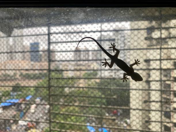 Lizard Window 840+ Asian House Gecko Stock Photos, Pictures & Royalty-Free Images ...