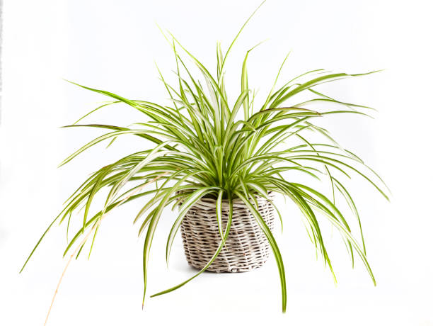 istock Chlorophytum crested plant (also known Chlorophytum komosum) in white wicker flowerpot 1416294391