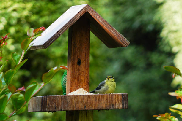 새 모이통에 놓여있는 푸른 가슴 - birdhouse birds nest animal nest house 뉴스 사진 이미지