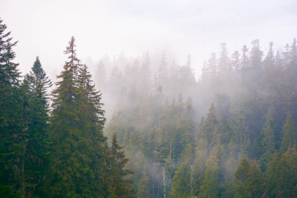 istock spruce forest on a misty autumn day 1416317249