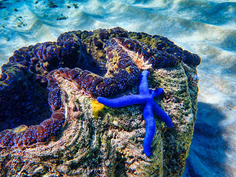 Blue Sea Star attached to Giant Clam on the Great Barrier Reef
