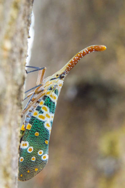 Pyrops Insect 70+ Fulgorid Planthoppers Stock Photos, Pictures & Royalty-Free Images ...