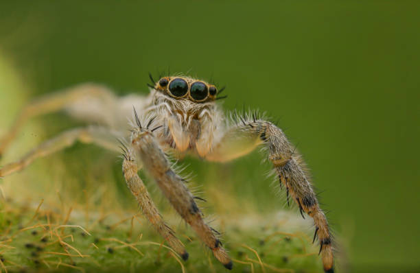 istock Beautiful jumping spider with big eyes. 1416336774