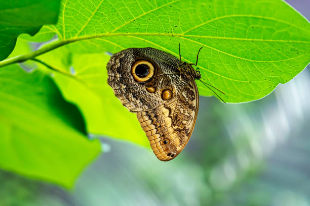 Beautiful brown butterfly resting stock photo