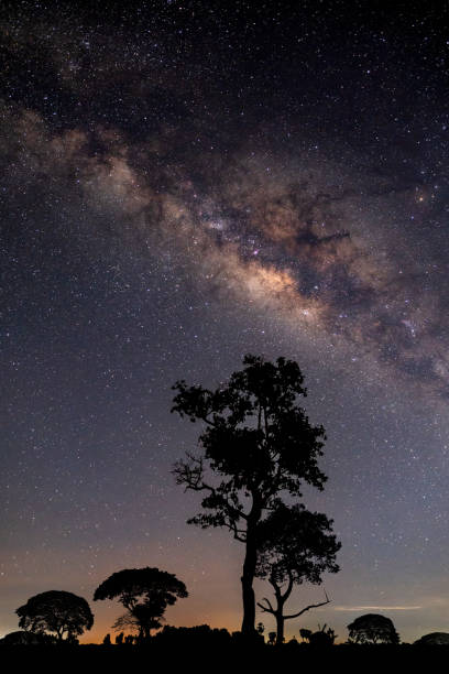 istock Blue night sky.Palm tree and complete milky way and star on dark background.with grain and select white balance. 1416339475