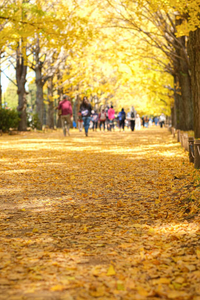 istock Row of ginkgo trees 1416340010