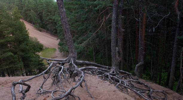 caprichosas raíces de árboles, pinos en dunas de arena en el bosque - bizarre landscape sand blowing fotografías e imágenes de stock