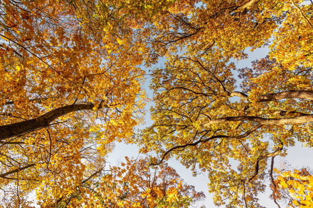 Background of yellow autumn leaves stock photo