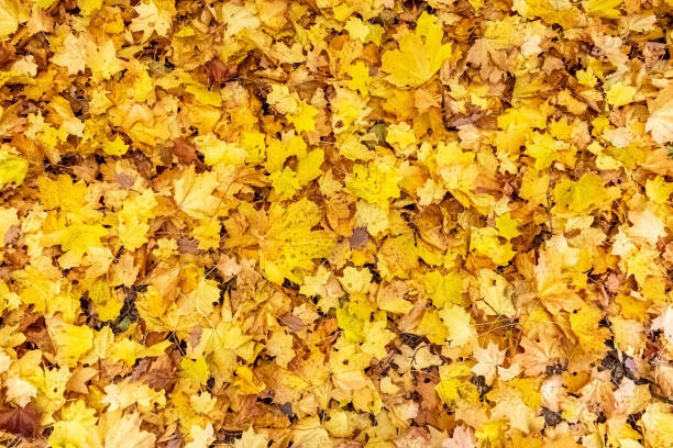 Background of yellow autumn leaves stock photo