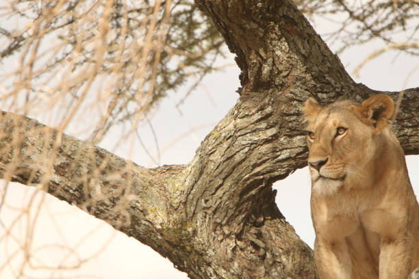 istock High key of a lioness on a tree 1416363831