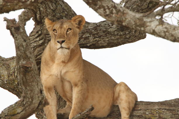 istock High key of a lioness on a tree 1416363832
