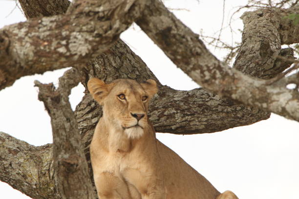 istock High key of a lioness on a tree 1416363840