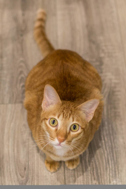 istock Orange tabby cat looking straight up 1416383031