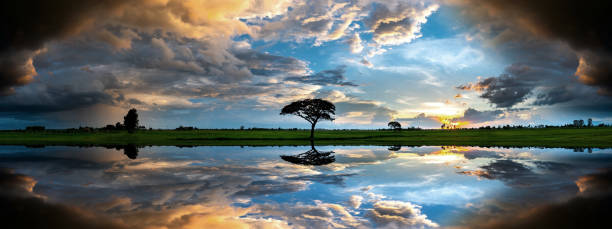 Panorama silhouette tree in africa with sunset.Tree silhouetted against a setting sun reflection on water.Typical african sunset with acacia trees in Masai Mara, Kenya.