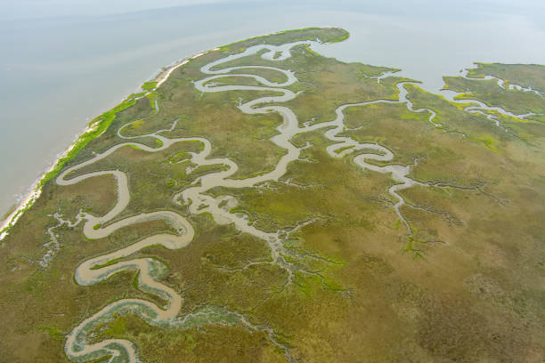 istock Wetlands on the Alabama Gulf Coast 1416398895