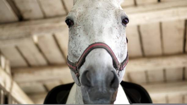 retrato de un caballo blanco, cerca de la boca de un caballo. el caballo se ve directamente a la cámara. en los establos - horseback riding flash fotografías e imágenes de stock