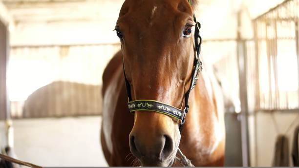 close-up, horse muzzle with smart, big black eyes, in the stable. a brown young handsome horse, a thoroughbred stallion looks directly into the camera. horse close-up. - profile photo flash imagens e fotografias de stock