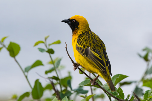 Male bird, also called southern masked weaver or African masked weaver. Africa, Tanzania.