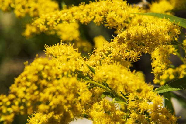 istock yellow inflorescences in the forest 1416411773