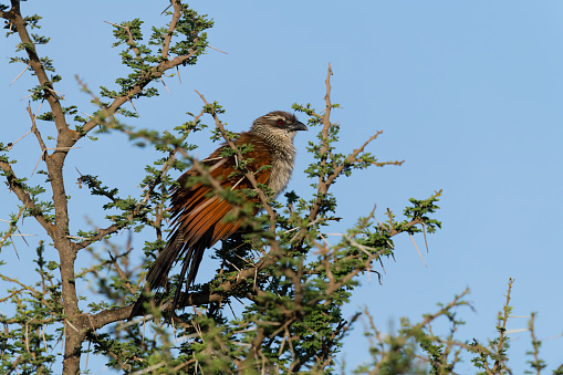 White-browed coucal or lark-heeled cuckoo, centropus superciliosus. Africa, Tanzania.