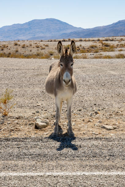 istock Single Donkey Stares Directly At Camera 1416412139