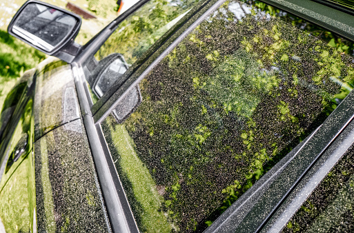 Car covered by yellow pollen. Spring allergic season. Pollen grains