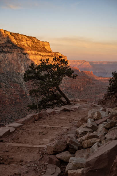 istock Single Tree Hangs Over The Grand Canyon Edge Along South Kaibab 1416412200