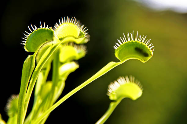 Fly eaten by a hungry venus fly trap plant. Trap leaf of a carnivorous Dionaea muscipula