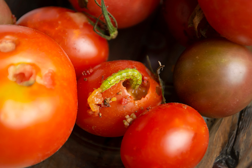 There is a green caterpillar in the tomato. the caterpillar eats a red tomato. Red tomato and pests. Pests of the garden.