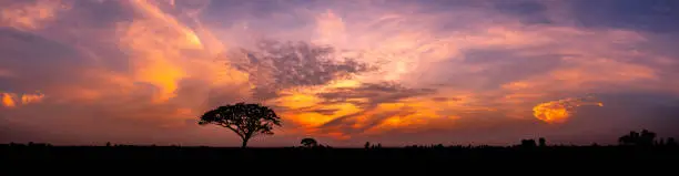 Photo of Panorama silhouette tree in africa with sunset.Tree silhouetted against a setting sun.Dark tree on open field dramatic sunrise.Typical african sunset with acacia trees in Masai Mara, Kenya