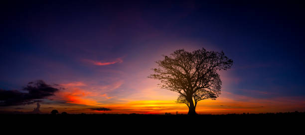 istock Panorama silhouette tree in africa with sunset.Tree silhouetted against a setting sun.Dark tree on open field dramatic sunrise.Typical african sunset with acacia trees in Masai Mara, Kenya 1416415004