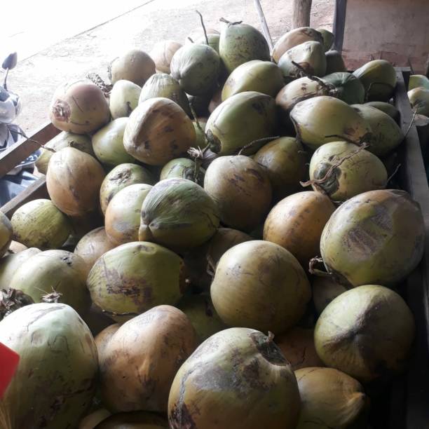 istock A group of green coconuts, these coconut are usually to be drunk 1416415352