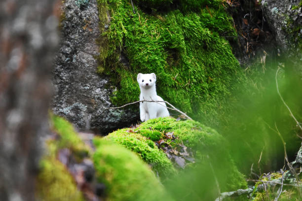 Stoat or short-tailed weasel (Mustela erminea) in winter fur in the green mossy forest in spring. Stoat or short-tailed weasel (Mustela erminea) in winter fur in the green mossy forest in spring. stoat mustela erminea stock pictures, royalty-free photos & images