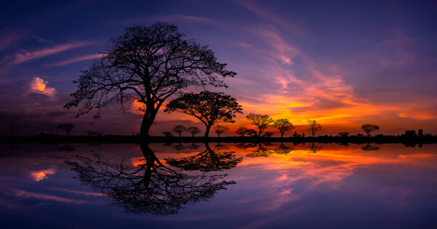 istock Panorama silhouette tree in africa with sunset.Tree silhouetted against a setting sun reflection on water.Typical african sunset with acacia trees in Masai Mara, Kenya. 1416415494