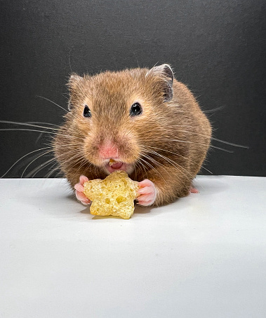 Brown hamster isolated on black and white eating a star shaped treat