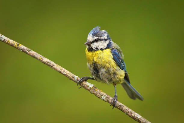 istock Eurasian blue tit (Cyanistes caeruleus) with messy feathers. 1416415574