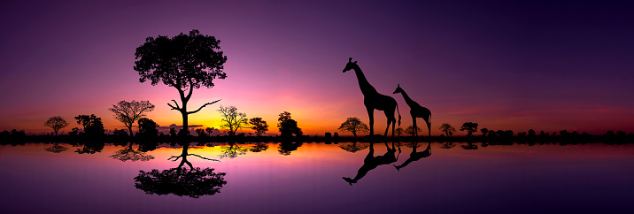 Panorama silhouette Giraffe family and silhouette tree in africa with sunset.Tree silhouetted against a setting sun reflection on water.Typical african sunset with acacia trees in Masai Mara.