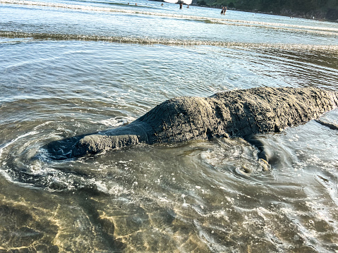 Handmade crocodile in the sand