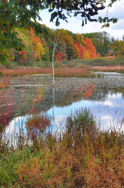 istock Fall Leaf Colors reflected in a small lake-Saugatuck,Michigan 1416422986