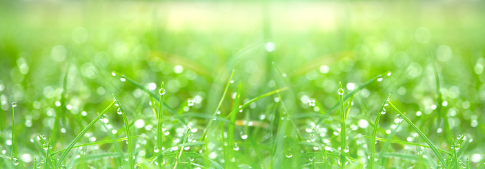 beautiful drops of transparent rain water on  green leaf macro. Droplets of water sparkle glare in morning sun . Beautiful leaf texture in nature. Natural background, free space.Photo select focus.