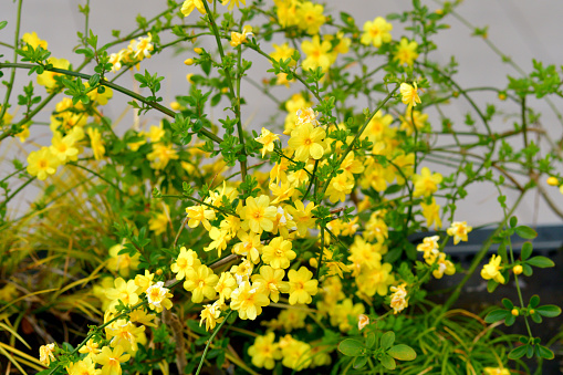 Jungle geranium (Ixora coccinea). Close-up. yellow color.