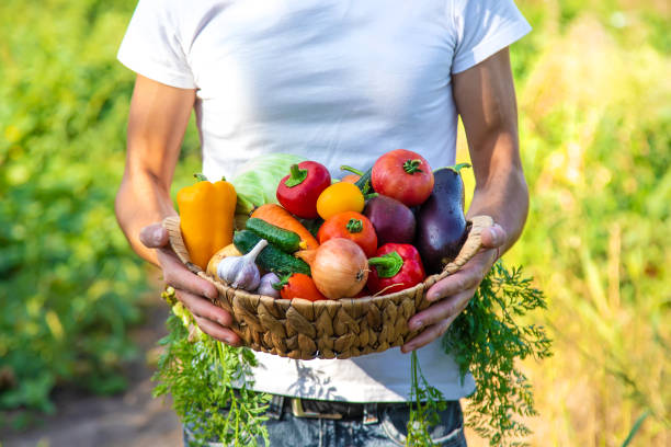 istock A man farmer holds vegetables in his hands. Selective focus. 1416430609