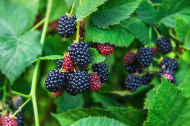 brombeeren wachsen im garten. selektiver fokus. - brombeere brombeere und himbeere stock-fotos und bilder